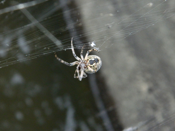 Assembramento di Larinioides sclopetarius - Viadana (MN)